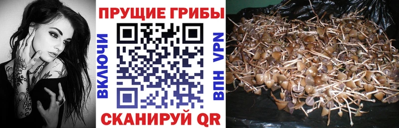 Галлюциногенные грибы Psilocybe  закладки  Саранск 